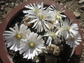 vignette Lithops fleurs blanches