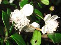 vignette Myrtus luma apiculata gros planau 26 10 10