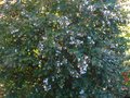 vignette Abelia grandiflora au 28 10 10
