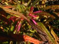 vignette Rhododendron Macrosepalum linearifolium au 28 10 10