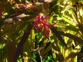vignette Rhododendron Macrosepalum linearifolium gros plan au 28 10 10