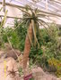 vignette Aloe dichotoma