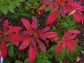 vignette Rhododendron luteum au 29 10 10