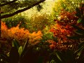 vignette Acers palmatum senkaki et osakasuki dans le soleil couchant au 29 10 10