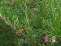 vignette Grevillea rosmarinifolia au 29 10 10