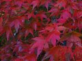 vignette Acer palmatum kamagata gros plan du feuillage au 30 10 10