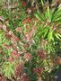 vignette Abelia grandiflora en automne