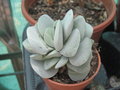 vignette Crassula 'Morgan Pink'