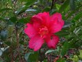 vignette Camellia hiemalis kanjiro au 30 10 10