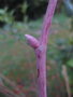 vignette Tilia japonica