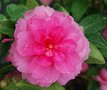 vignette Camellia hiemalis 'Interlude'