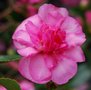 vignette Camellia hiemalis 'Sparkling Burgundy'