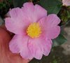 vignette Camellia sasanqua 'Plantation Pink'