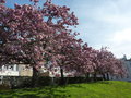 vignette Prunus serrulata 'Kanzan' - Cerisier  fleurs