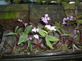 vignette Dendrobium kingianum