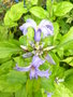vignette Clematis heracleifolia 'Cte d'Azur'
