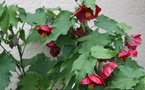 vignette Abutilon 'Ashford red'