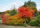 vignette Acer japonicum, rable du japon,Arboretum Jean Huchet