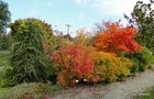 vignette Acer japonicum, rable du japon,Arboretum Jean Huchet