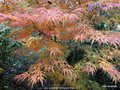 vignette Acer palmatum 'Scolopendrifolium' ,Arboretum Jean Huchet