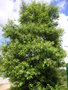 vignette Quercus acutissima - Chêne du Japon, chêne à feuilles de châtaignier, chêne à dents de scie à l'entrée du Parc de Penfeld