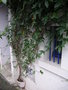 vignette Passiflora - Passiflore