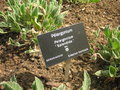 vignette Pelargonium 'Splendide'