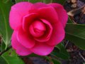 vignette Camellia hiemalis chansonnette gros plan au 03 11 10