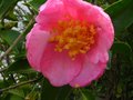 vignette Camellia sasanqua plantation pink gros plan au 03 11 10