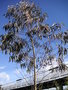 vignette Eucalyptus moorei 'Nana'
