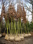 vignette Arbres en mottes rceptionns au Centre Horticole de Brest Mtropole Ocane