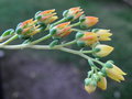 vignette Echeveria 'Ron Evans'