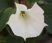 vignette datura blanc