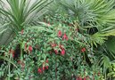 vignette fushia, palmier, cordyline