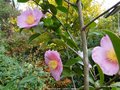 vignette Camlia ' Plantation pink ' camellia sasanqua