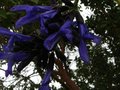 vignette Salvia guaranitica costa rica blue au 02 11 10