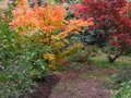vignette Acers palmatum ouest jardin au 02 11 10