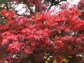vignette Acer palmatum osakasuki de plus en plus rouge au 02 11 10