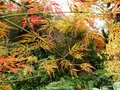vignette Acer palmatum ' Emrald Lace '