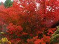 vignette Acer palmatum kamagata toujours splendide au 02 11 10