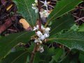 vignette Osmanthus heterophyllus purpureus en fleurs au 02 11 10
