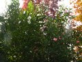 vignette Camellias sasanqua plantation pink et fukuzutsumi au 03 11 10