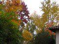 vignette Grands arbres en robe d'automne au 03 11 10