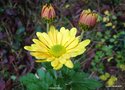 vignette Chrysanthme, Chrysanthemum