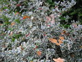 vignette Ilex Aquifolium Argenteomarginta
