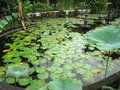 vignette Bassin  lotus