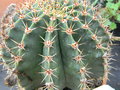 vignette Echinopsis  oxigona