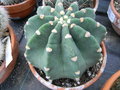 vignette Echinopsis inermis