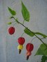 vignette Abutilon Megapotanicum