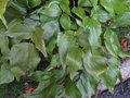 vignette Cyrtomium macrophyllum
